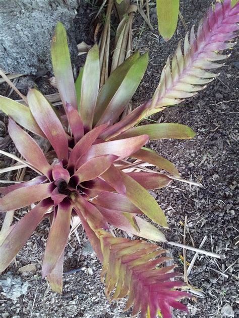 Green And Purple Bromeliad Green And Purple Bromeliads Green