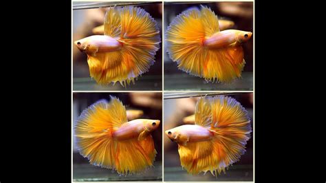 Betta Fish Super Yellow Dragon Halfmoon Hm Male T Youtube