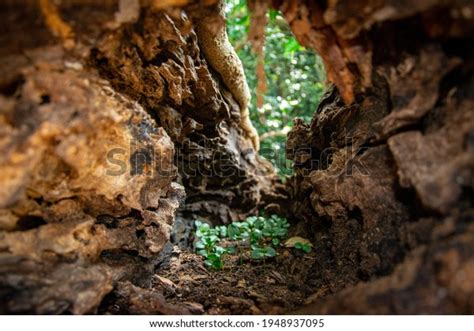 vegetation  tree trunk stock photo  shutterstock