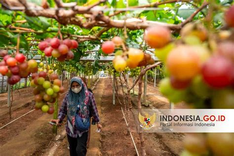 Indonesiagoid Pemanfaatan Lahan Kering Peluang Besar Pertanian