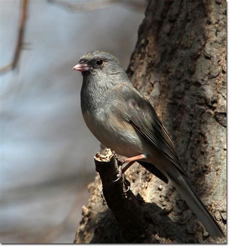 Backyard Bird Cam - Dark-eyed Junco female