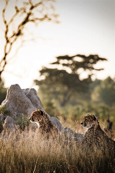Zimbabwe safari lodges | CN Traveller