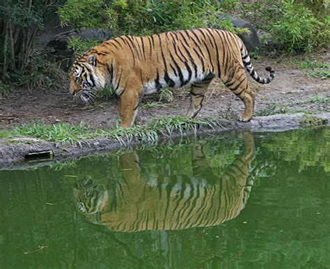 Sundarbans The Largest Mangrove Forest Of The World Sundarbans The