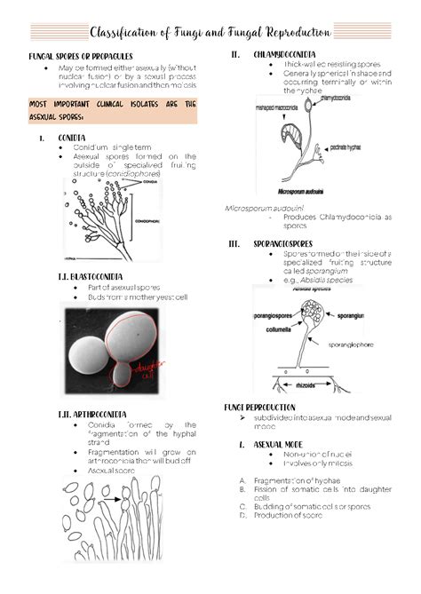 Solution Mycology Classification Of Fungi And Fungal Reproduction