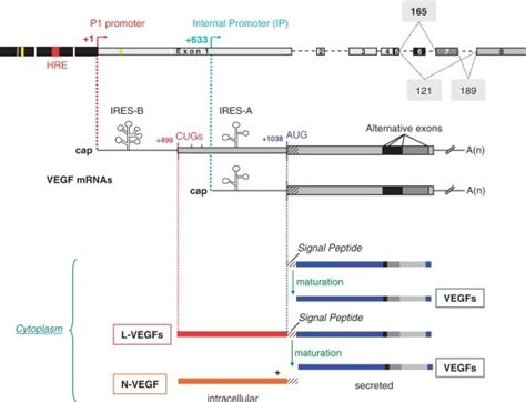 Vegf Gene Structure The Vegf Genomic Structure Is Schematized With