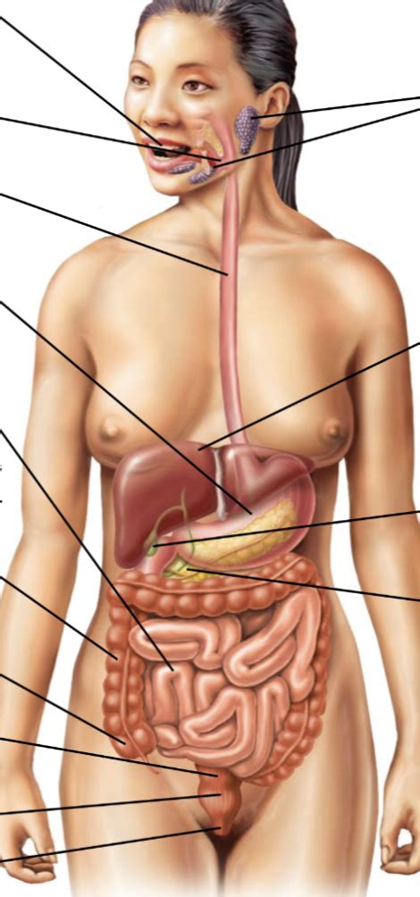 Digestive Diagram Quizlet