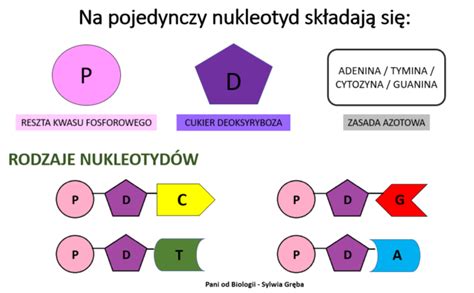 Budowa I Rola DNA Pani Od Biologii