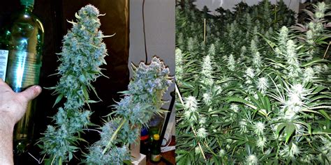 How To Use Co To Increase Cannabis Yields Grow Weed Easy