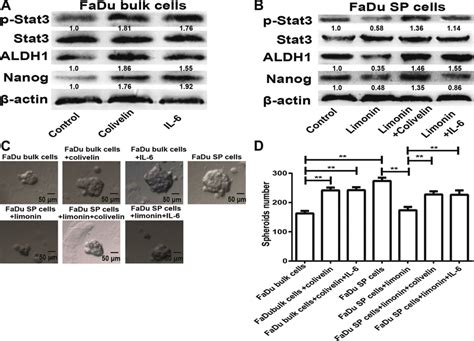 Activation Of Stat3 Signaling Partially Reversed The Inhibitory Effects