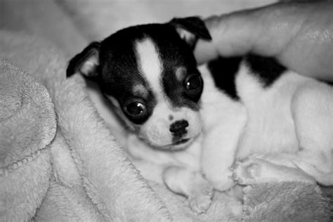 88+ Chihuahua Puppy Black And White - l2sanpiero