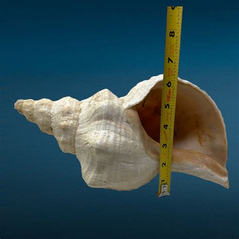 Florida Horse Conch Shell Triplofusus Giganteus Seashell Natural Beach Decor - Etsy