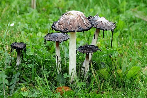 Graauw Door Edy Van Vliembergen Graauw Paddenstoelen Omroep