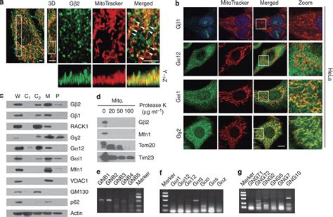 Distribution of Gβ2 protein on the surface of mitochondria a