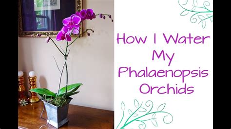 How I Water My Phalaenopsis Orchids Youtube