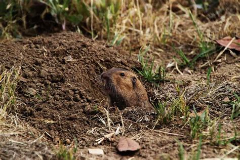 The Gopher’s Teeth, Bite, and Jaw (Questions Answered) - Floofmania