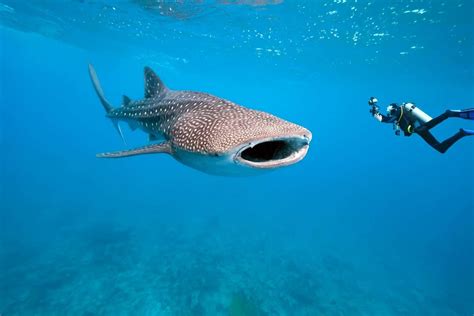 Le requin-baleine - Sharks Mission France : sauver les requins