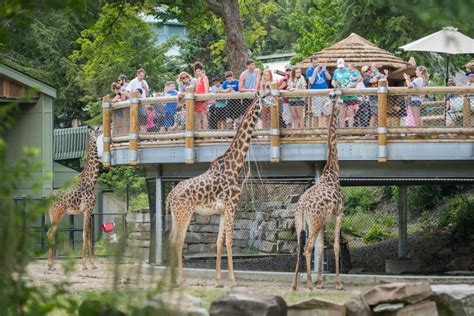 Cleveland Metroparks Zoo Wins ‘best Animal Encounter In 2022 Parent