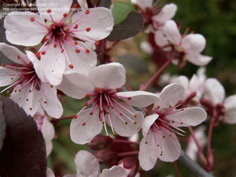 Plantfiles Pictures Prunus Dwarf Red Leaf Plum Purple Leaf Sand