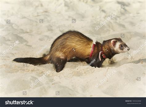 Dark Sable Ferret Portrait Beach Sand Stock Photo 1403322008 | Shutterstock