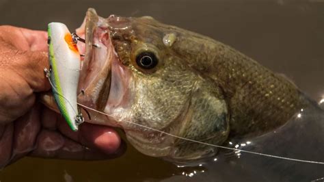 Best Lipless Crankbaits For 2023 Wired2fish