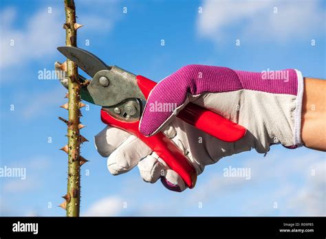 Woman Pruning Roses Using Secateurs Whilst Wearing Leather Gloves Uk