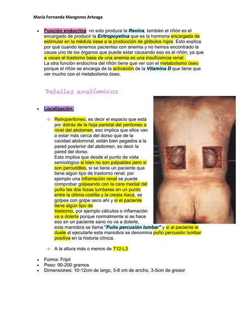 SOLUTION 1 Anatom A Del Ri N Y V As Urinarias 1 Anatomy Of The Kidney