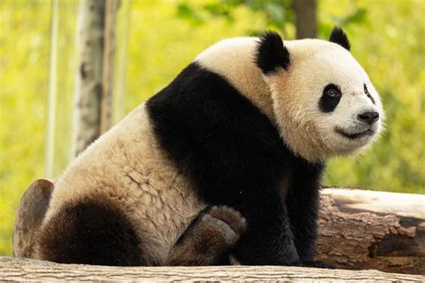 Pandas Are Returning to the National Zoo in Washington D.C.