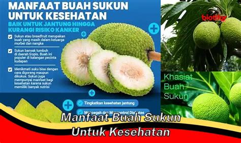 Temukan Manfaat Buah Sukun Untuk Kesehatan Yang Jarang Diketahui Biotifor