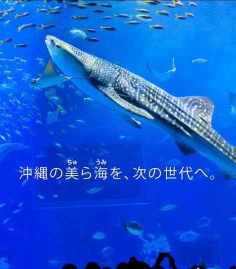 美ら海水族館に半額で行く！？ 知れば知るほどおもしろいマイル講座〜知らなきゃ損！0円飛行機旅〜