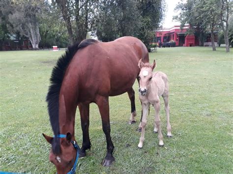 Fun Facts About Baby Horses Horse Riding In Buenos Aires