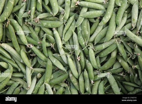 Cardboard Punnet With Fresh Pea Pods Containing Green Peas The Fruits