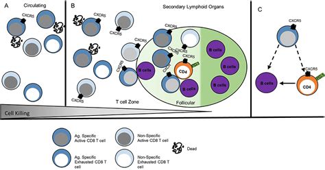 Frontiers Cxcr5 Cd8 T Cells Protective Or Pathogenic