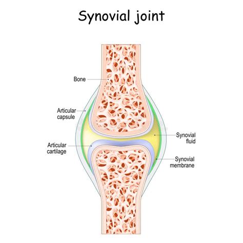 Synovial joint anatomy stock vector. Illustration of science - 190962204