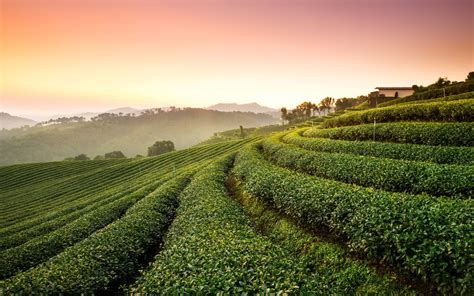 Tea Plantation Landscape Wallpapers Hd Wallpapers Id