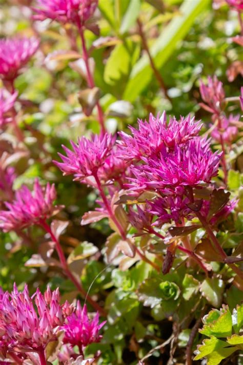Sedum Sieboldii, October Daphne Stonecrop - Flower Patch Farmhouse
