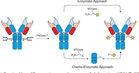 Figure 2 From Transglutaminase Based Chemo Enzymatic Conjugation