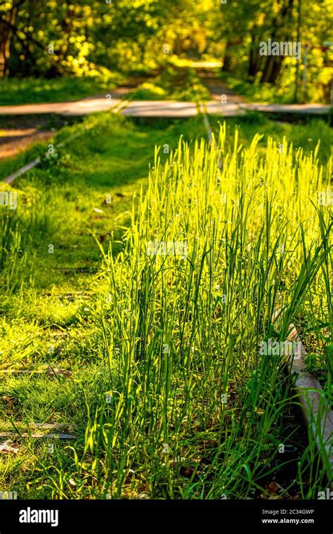 Railway Overgrown With Green Grass Stock Photo Alamy