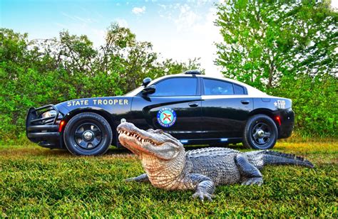 Fhp Is Top Gator In Calendar Photo Competition Ocala Gazette