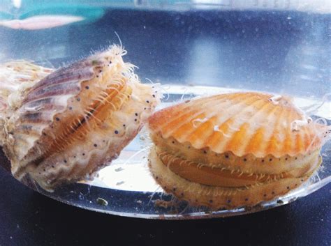 The Influence Of Bay Scallop Intensive Farming On Life In The Sediment