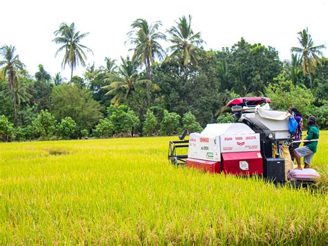 Filipinas Realiza Primera Cosecha A Gran Escala De Arroz Dorado Un Transgénico Que Combatirá La