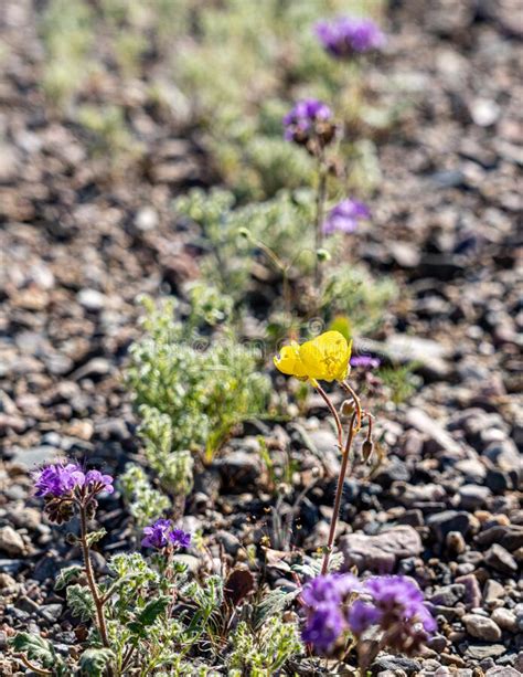 Yellow Evening Primrose Wild Flower In Desert Stock Image Image Of