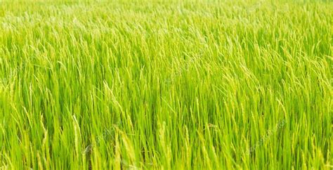 Green rice crop background Stock Photo by ©fbxx 60346581