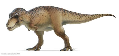 Tyrannosaurus Rex Dinopedia Fandom