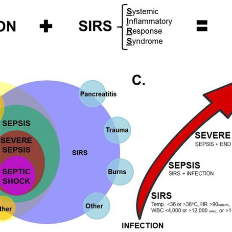 Pdf The Immune System’s Role In Sepsis Progression Resolution And Long Term Outcome