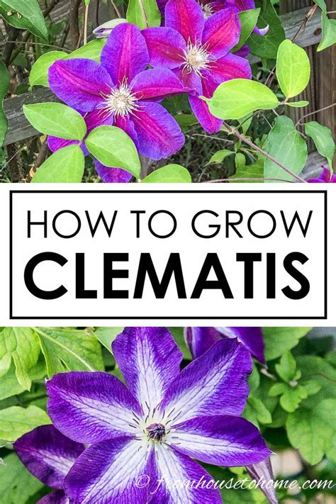 Clematis Care The Ultimate Guide To Planting Growing And Pruning