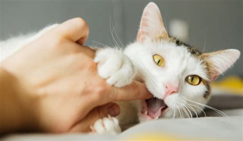 Infektion Durch Katzenbiss Anzeichen Symptome Und Behandlung Mit