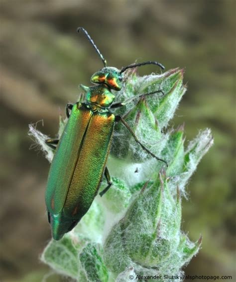 Lytta Vesicatoria