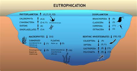 Scheme Showing The Influence Of Eutrophication On Different Aquatic