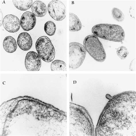 Ultrastructure Of P Putida Dot T1 Cells Were Grown On Lb Medium