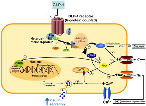 降糖 减肥明星靶点GLP1R GIPR GCGR 化工仪器网